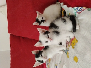 Katze schwarz weiß  dreifarbig 