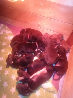 Rhodesian Ridgeback - Dalmatiner Mix Welpen