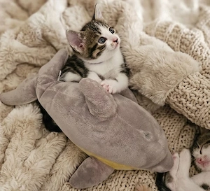 Babykatze weibchen 