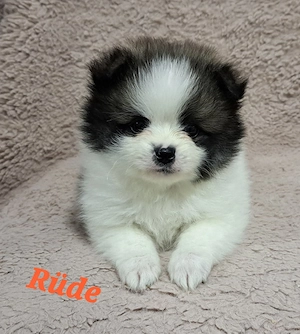 ((Pomeranian-PomChis75%Poms))
