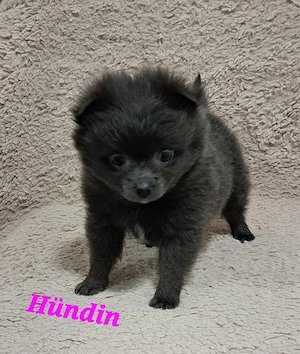 2 Pomeranian-PomChi Mädels75%Poms