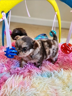 Chihuahua Schoko Merle Schoko und Tricolor