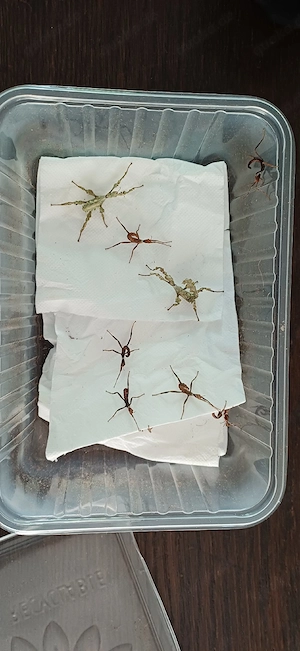 Australischen Gespenstschrecken - grüne "Lichen-Form" (Extatosoma tiaratum) Bild 4