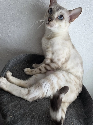bengalin sucht neues heim 