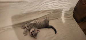 Wunderschöne Bkh Kitte abgabebereit 
