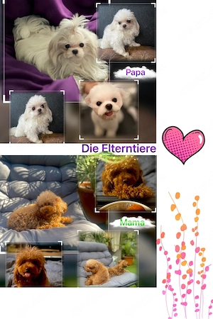 Maltipoo Welpen Bild 10