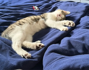 4 monate Alter Kater In Liebevolle hände abzugeben 