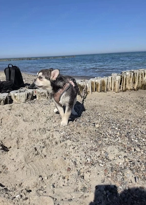 Französische bulldogge Fluffy Rüde sucht sein traumschloss 