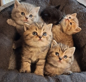 Reinrassige BKH Kitten 