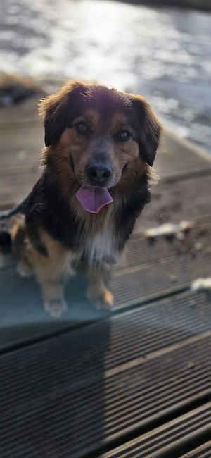 Appenzeller-Collie-Mix abzugeben 