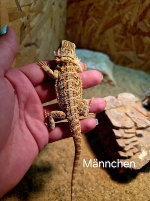 Farb-Bartagamen Jungtiere (pogona vitticeps) NZ 04 2026