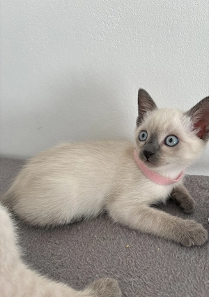 Reinrassige Siam Kitten zu verkaufen (zwei Weibchen sind noch verfügbar)