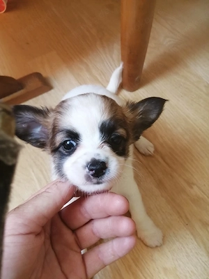 Chihuahua 