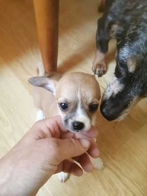 Chihuahua 