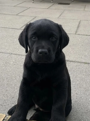 Labrador Welpe Hündin 