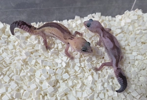 African Fattailgeckos Zulu und Oreo Zulu Weibchen 