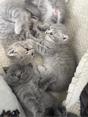 Babykatze BKH