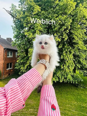 Wunderschöne Britisch Kurzhaar Kätzchen suchen ein liebevolles Zuhause 