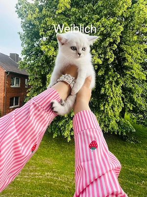 Wunderschöne Britisch Kurzhaar Kätzchen suchen ein liebevolles Zuhause 