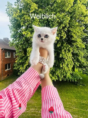 Britische Katzenbabys suchen ihr Für-Immer-Zuhause