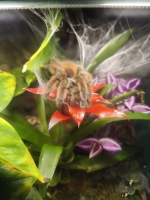 0.1 Carbinea versicolor inkl. Terrarium