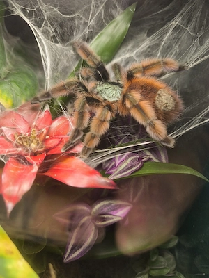 0.1 Carbinea versicolor 
