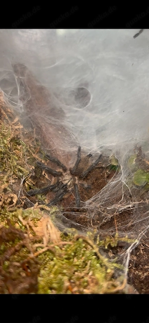 2x Monocentropus balfouri