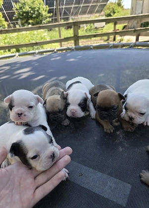 Französische Bulldoggen Welpen 