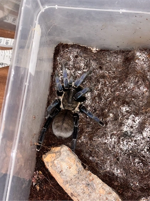 Cyriopagopus lividus Adult Weibchen zu verkaufen
