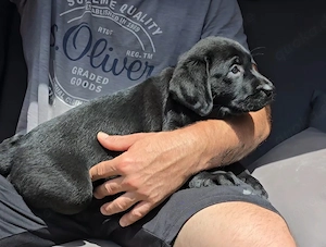 Labrador Welpe Hündin mit Ahnentafel - auszugsbereit 