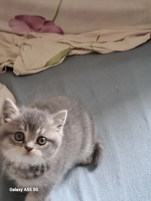 Verkuafe Britische kurzhaar  kitten