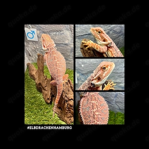 No.1 half red Monster Bartagame male (pogona vitticeps) NZ Januar 2026