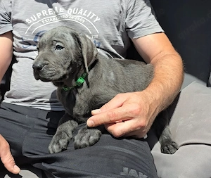 Labrador Welpe Rüde mit Ahnentafel- auszugsbereit 