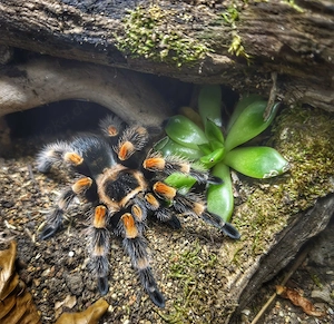 0.1 B. hamorii inkl. Terrarium 