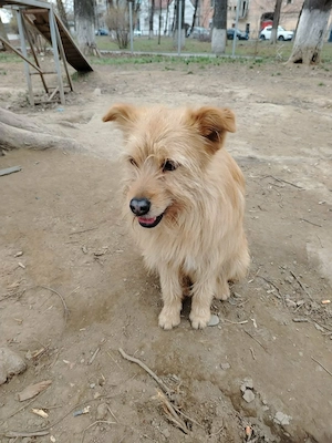 Benny sucht eine Familie!