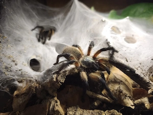 0.0.5 Monocentropus balfouri inkl. Terrarium 