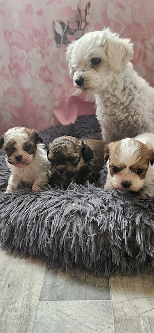    Maltese-Shih Tzu Mix Welpen zu reservieren   