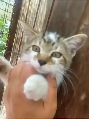 Mischkatzen 