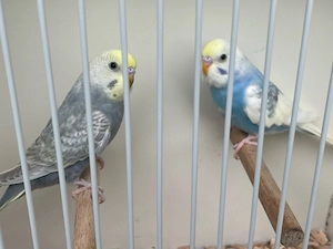 nestjunge Wellensittiche abzugeben