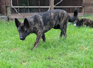 Schäferhund-Akita-Mix 