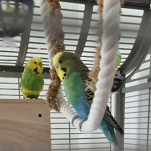 Schönes Wellensittich Pärchen 