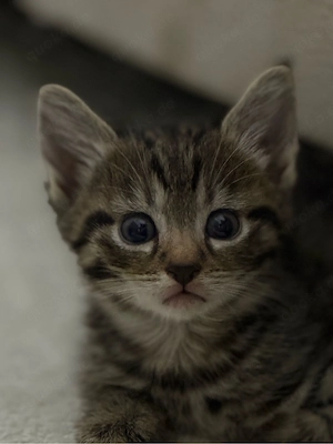 kitten in liebevolle hände abzugeben 