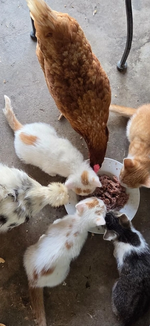 Kätzchen, Kitten, Mini - Kater
