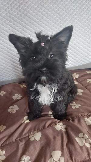 Biewer Yorkshire terrier  Weibchen 