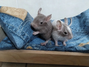 Knuddelige Degu Kids,kunterbunt:sand,blue-non,schoko-Schecke suchen ihr Zuhause im Glück!