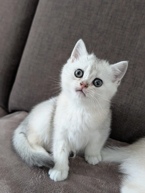 Babykatzen,weisse babykatzen , süsse und niedliche Babykatzen, geimpft und entwürmt 