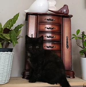BKH Babykatzen suchen neue Familien