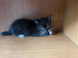 junge Katzen abzugeben 