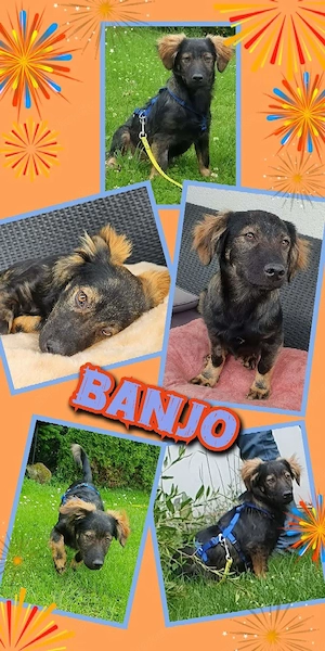 goldiger, kinderlieber, katzenverträglicher, offener Welpenjunge "Banjo" sucht ein Zuhause