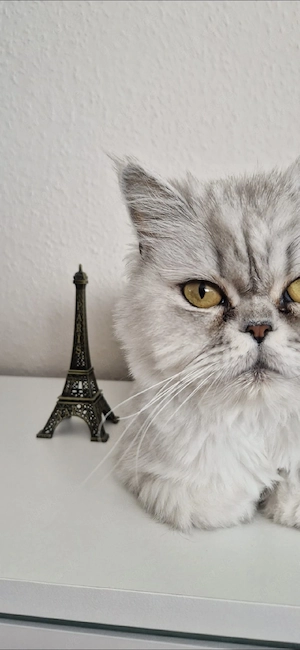 BLH Katze (Weiblich)